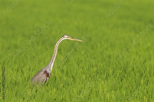 Purple Heron (Ardea purpurea), hunting in a rice field (Oryza sativa), environs of the Ebro Delta Nature Reserve, Tarragona province, Catalonia, Spain, Europe photo