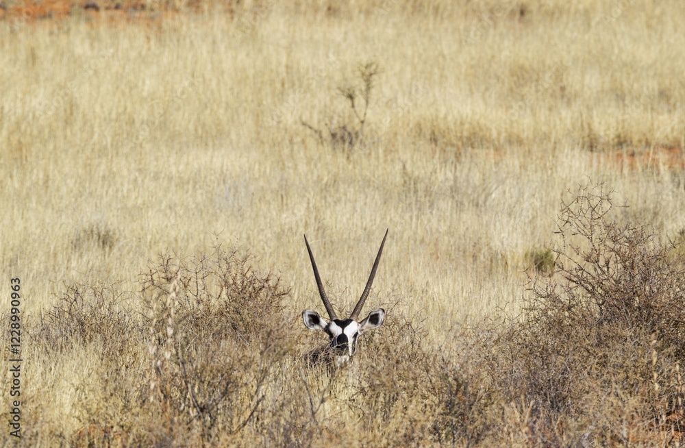 Gemsbok (Oryx gazella), resting male, hidden in bushes, Kalahari Desert, Kgalagadi Transfrontier Park, South Africa, Africa Gemsbok (Oryx gazella), resting male, hidden in bushes, Kalahari Desert, Kgalagadi Transfrontier Park, South Africa, Africa