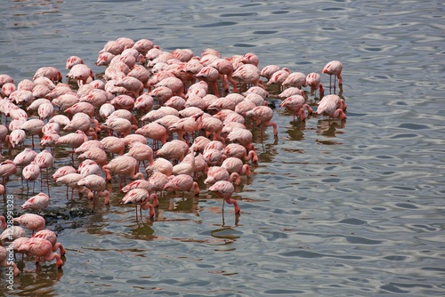 Lesser flamingos (Phoeniconaias minor), Big Momella Lake, Arusha National Park, Tanzania, Africa photo