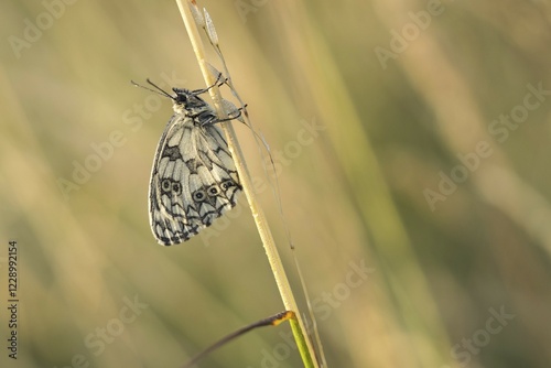 Marbled white (Melanargia galathea) on a blade of grass, Hesse, Germany, Europe photo