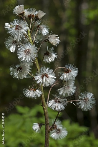 Infructescence, butterbur (Petasites hybridus), Bavaria, Germany, Europe photo