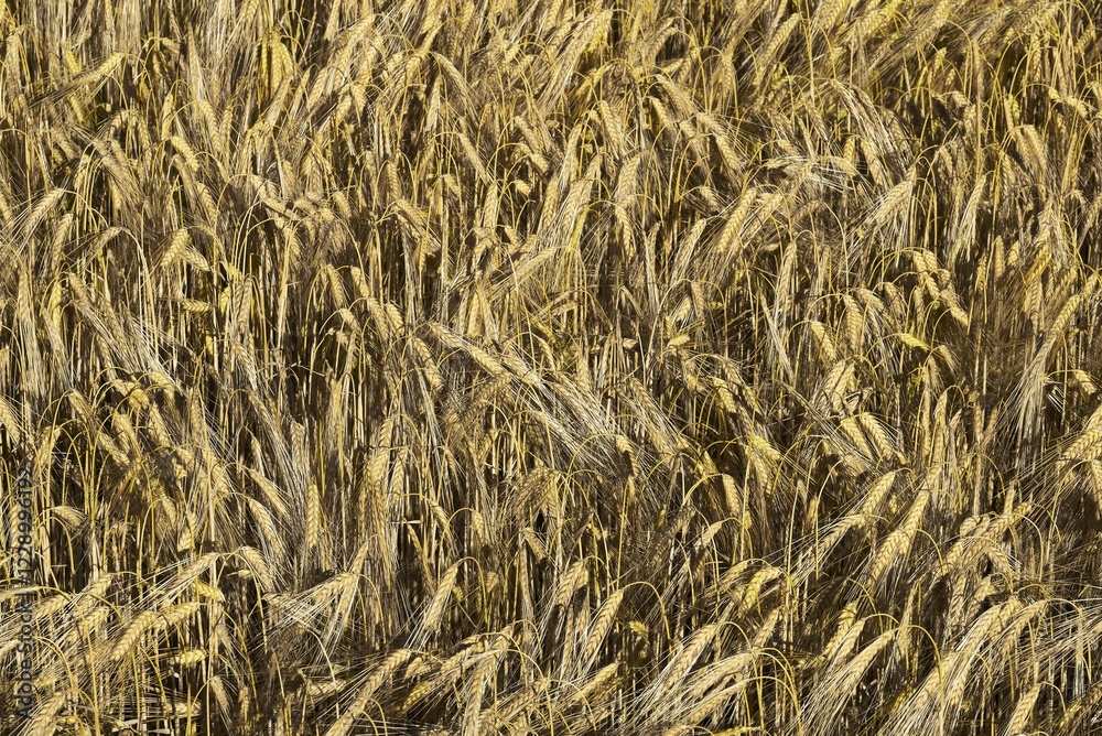 Ripe barley (Hordeum vulgare), barley field, Bavaria, Germany, Europe Ripe barley (Hordeum vulgare), barley field, Bavaria, Germany, Europe