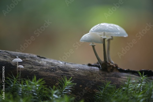 Porcelain fungus (Oudemansiella mucida), on deadwood, Emsland, Lower Saxony, Germany, Europe photo