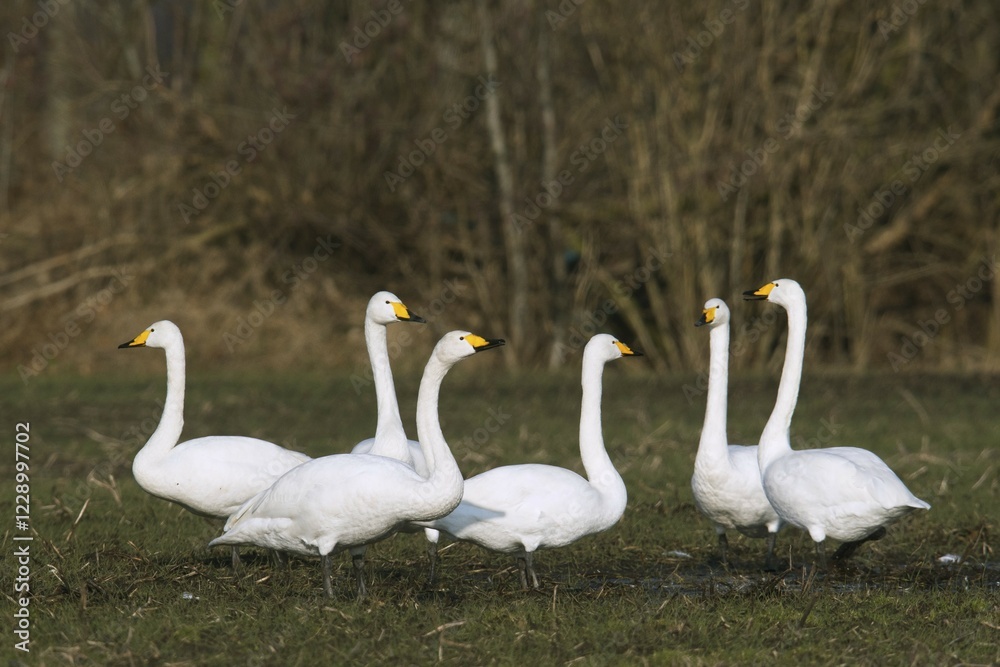 Whooper swans (Cygnus cygnus) on a field, winter visitors, Emsland, Lower Saxony, Germany, Europe Whooper swans (Cygnus cygnus) on a field, winter visitors, Emsland, Lower Saxony, Germany, Europe