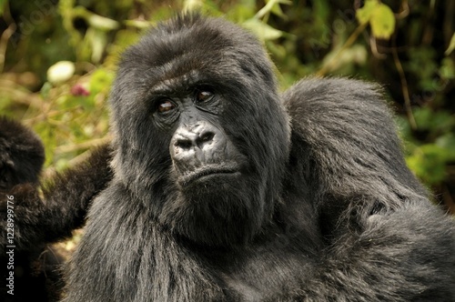 Mountain Gorilla (Gorilla beringei beringei) of the Hirwa group at the foot of the Gahinga volcano, Volcanoes National Park, Parc National des Volcans, Rwanda, Africa photo