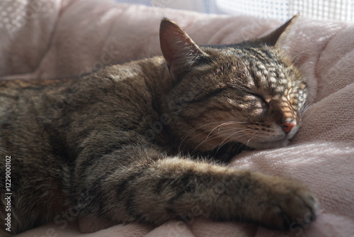 眠るキジトラ
