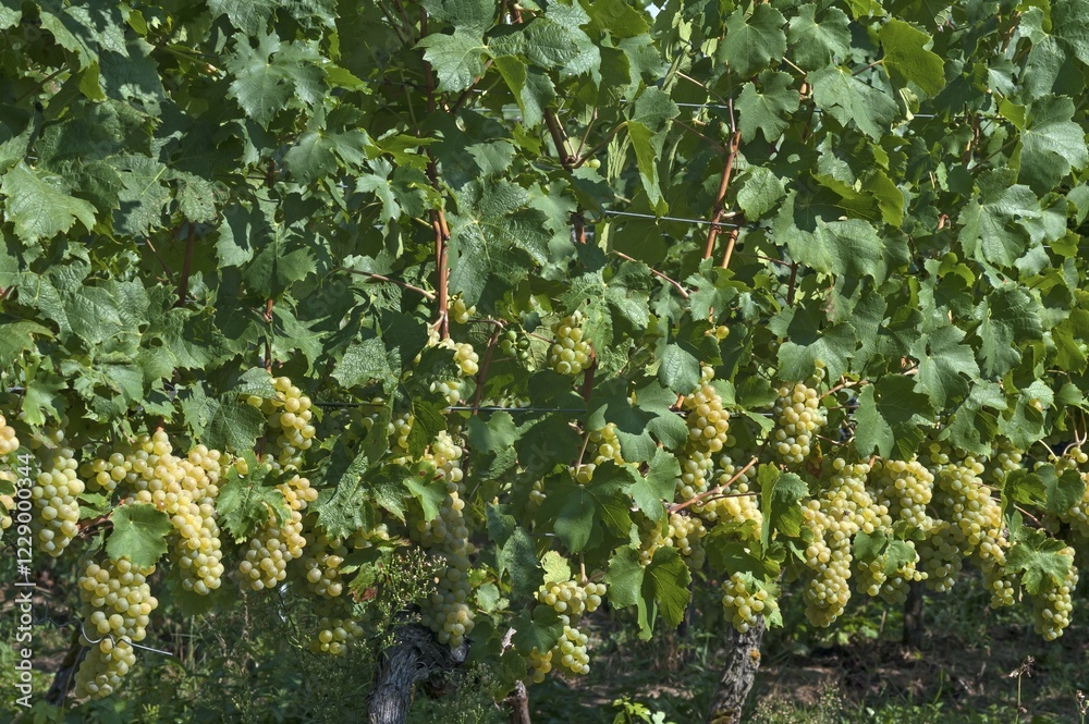 Fototapeta premium White grapes on vines, Kenzingen-Hecklingen, Baden-Württemberg, Germany, Europe
