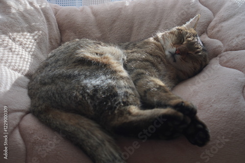 眠るキジトラ