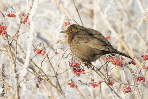 Blackbird (Turdus merula) female sitting on mountain ash (Pyrus aucuparia) twig covered with hoarfrost, Hesse, Germany, Europe
