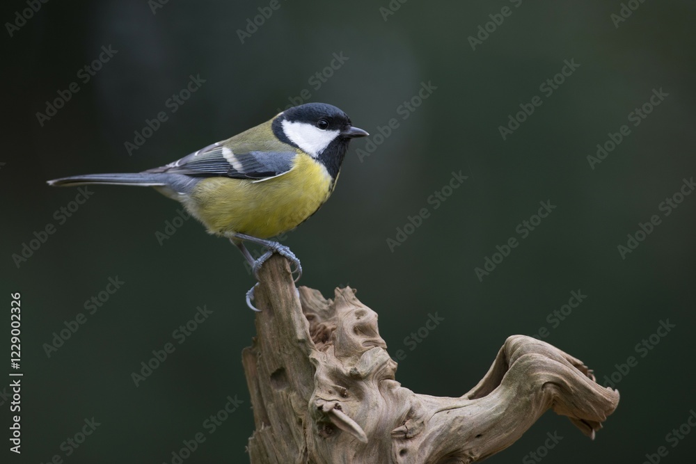 Obraz premium Great Tit (Parus major), Emsland, Lower Saxony, Germany, Europe