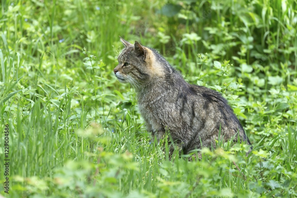 Obraz premium Wildcat (Felis silvestris), in grass, Germany, Europe