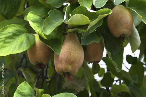 Quinces (Cydonia oblonga) on a tree, Bavaria, Germany, Europe photo