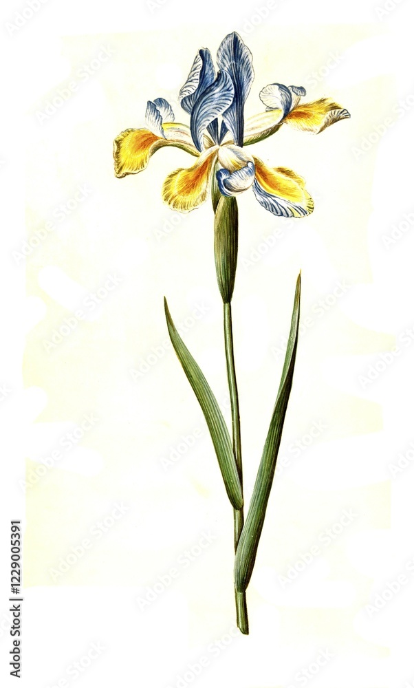 Fototapeta premium Spanish iris, Iris xiphium, Historic, digitally restored reproduction from a 19th century original
