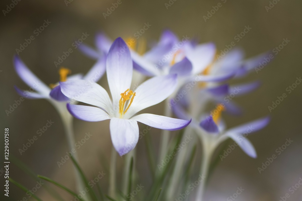 Fototapeta premium Woodland crocus (Crocus tommasinianus), Lower Saxony, Germany, Europe
