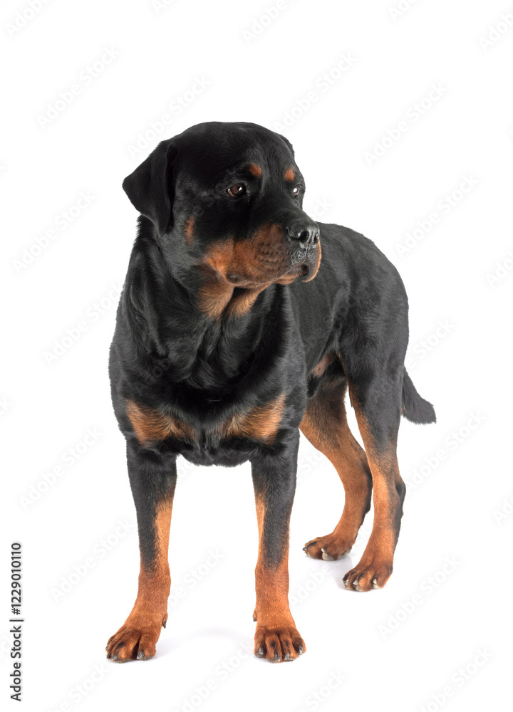 Fototapeta premium rottweiler in studio