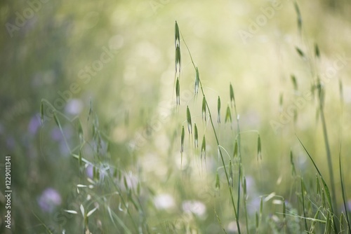 Oats (Avena) and hares tail grass, (Lagurus ovatus), Ile Rousse, Corsica, France, Europe photo