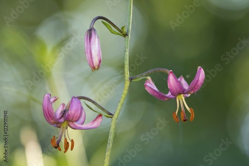 Martagon lily (Lilium martagon), Hesse, Germany, Europe