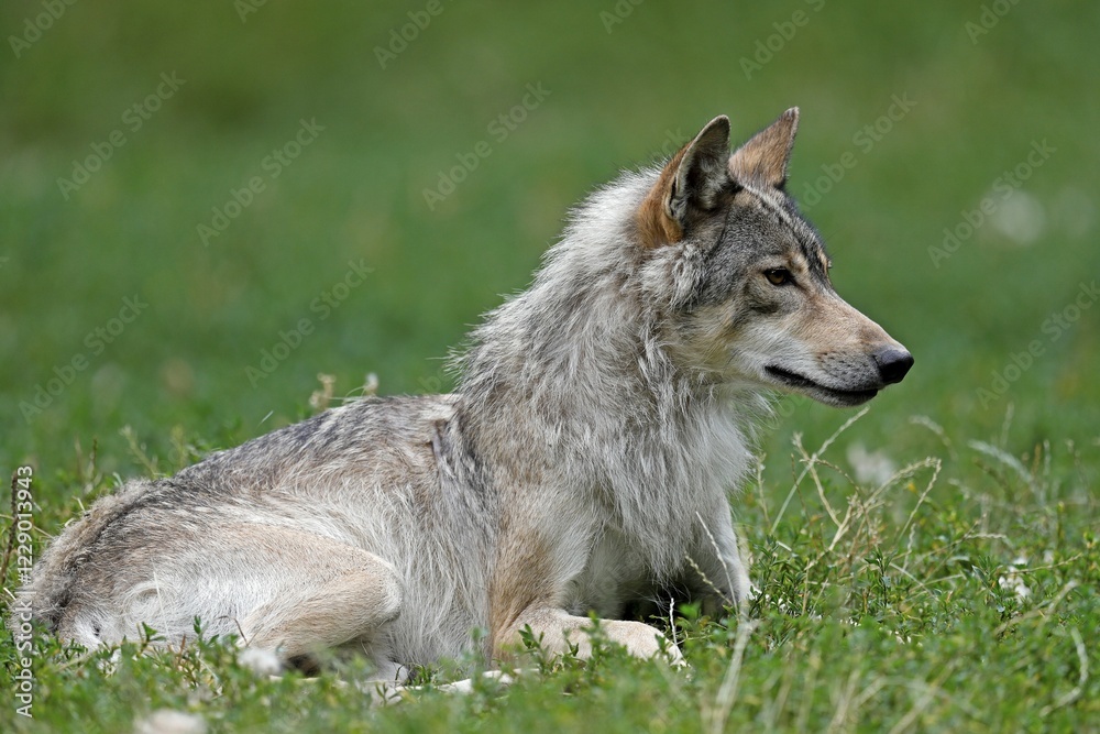 Algonquin wolf (Canis lupus lycaon) lying, captive, Germany, Europe Algonquin wolf (Canis lupus lycaon) lying, captive, Germany, Europe