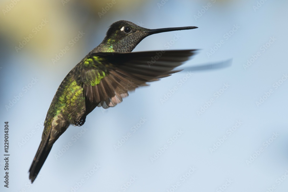 Fototapeta premium Magnificent Hummingbird (Eugene fulgens) in flight, male, Los Quetzales National Park, Costa Rica, Central America
