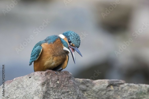 Kingfisher (Alcedo atthis) on stone, Hesse, Germany, Europe photo