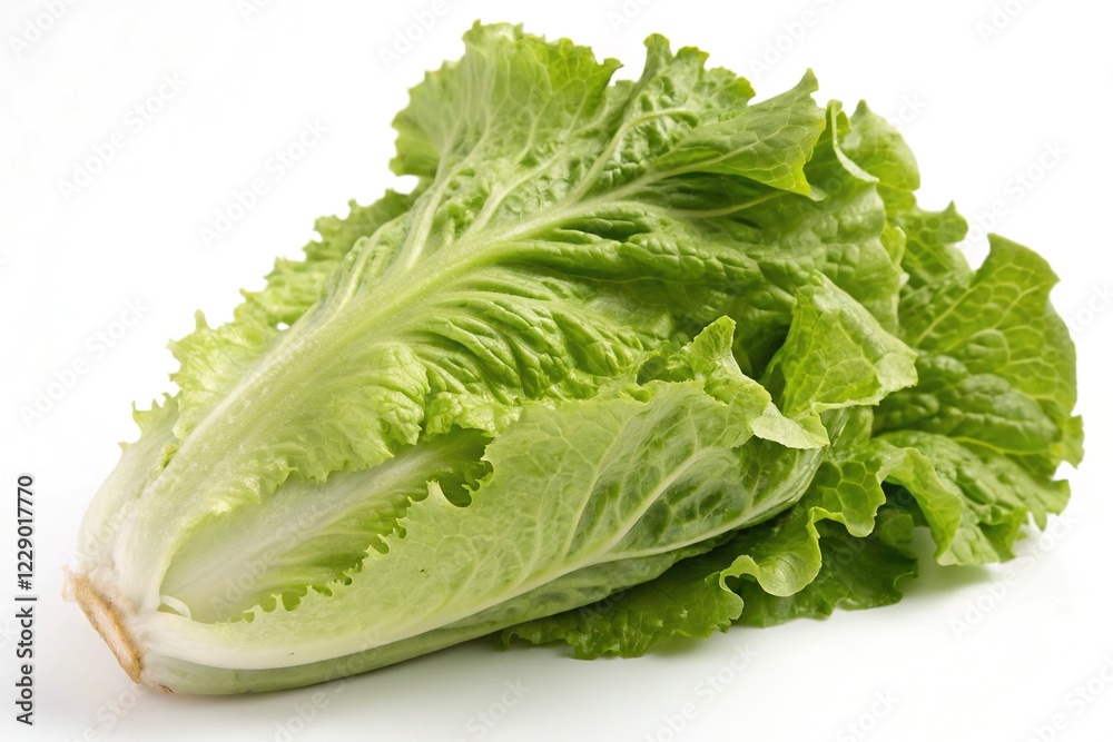 Crinkled Batavia Lettuce - Fresh and Vibrant Crinkled Batavia Lettuce - Fresh and Vibrant