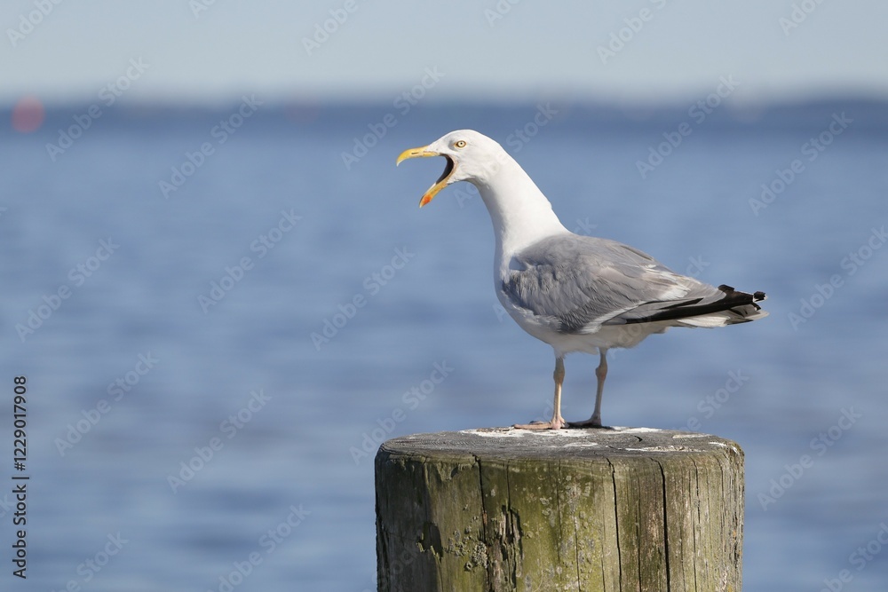 Obraz premium European herring gull (Larus argentatus), calling on a wooden post, Mecklenburg-Western Pomerania, Germany, Europe