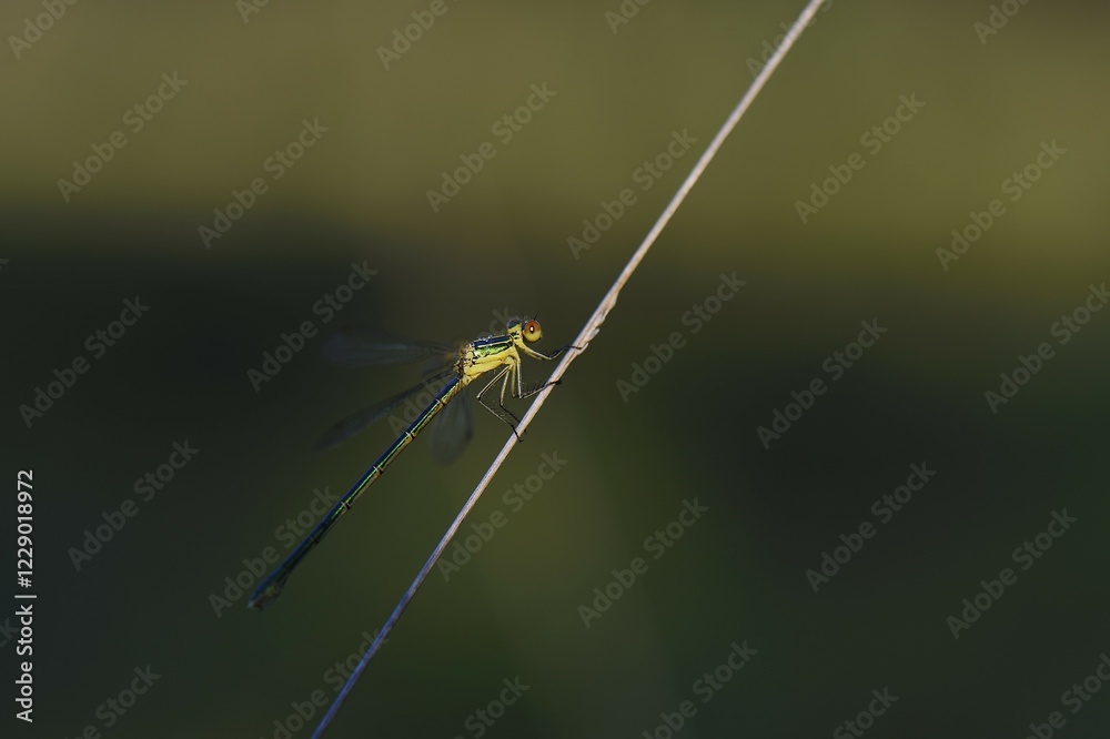 Emerald Damselfly (Lestes sponsa) on a blade of grass, Großes Veen, North Rhine-Westphalia, Germany, Europe Emerald Damselfly (Lestes sponsa) on a blade of grass, Großes Veen, North Rhine-Westphalia, Germany, Europe