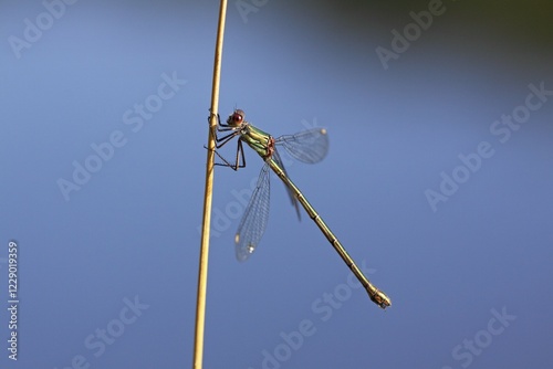 Willow Emerald Damselfly (Chalcolestes viridis), female sitting on reed stem, Schleswig-Holstein, Germany, Europe photo