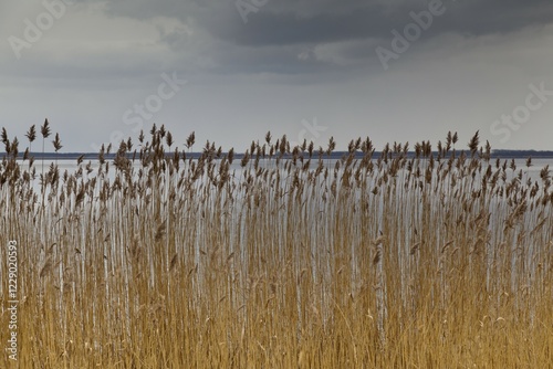 Bodstedter Bodden lagoon, between Born and Wieck, Darss, Mecklenburg-Western Pomerania, Germany, Europe photo