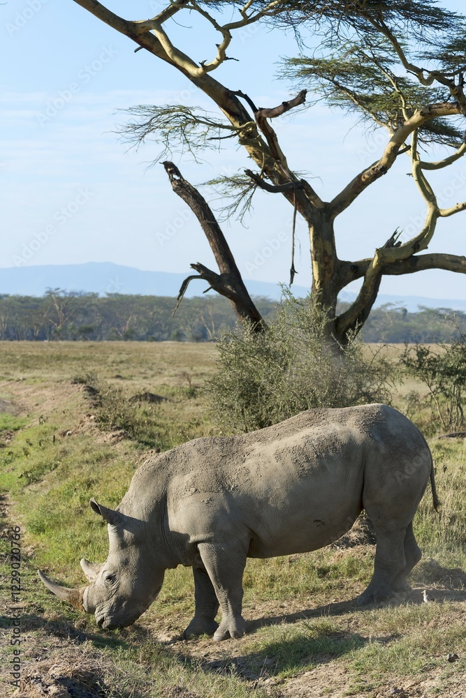 Naklejka premium White rhinoceros (Ceratotherium simum), Lake Nakuru National Park, Kenya, Africa