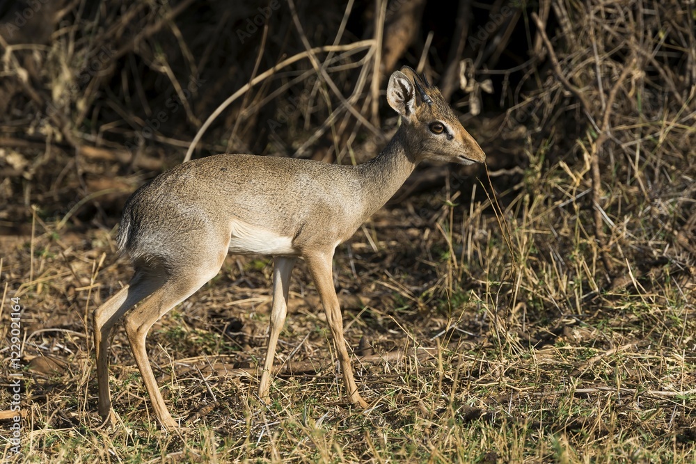 Dik-dik (Madoqua sp.), Samburu National Reserve, Kenya, East Africa, Africa Dik-dik (Madoqua sp.), Samburu National Reserve, Kenya, East Africa, Africa