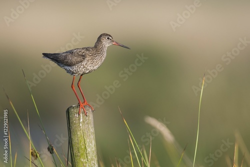 Common redshank (Tringa totanus), standsing on a stake, Emsland, Lower Saxony, Germany, Europe photo