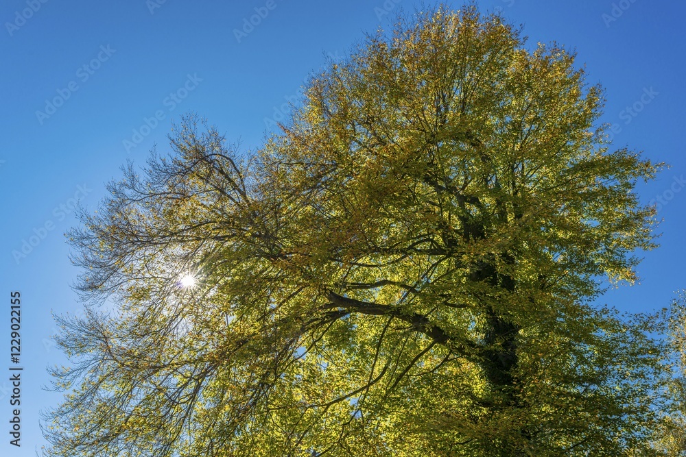 Fototapeta premium Strikingly shaped deciduous tree in autumn, Wohlenschwil, Canton of Aarau, Switzerland, Europe