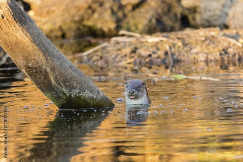 European otter (Lutra lutra) in water, Podlaskie Province, Poland, Europe photo