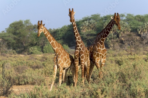 Photography Three Somali giraffes or reticulated giraffes (Giraffa reticulata camelopardalis