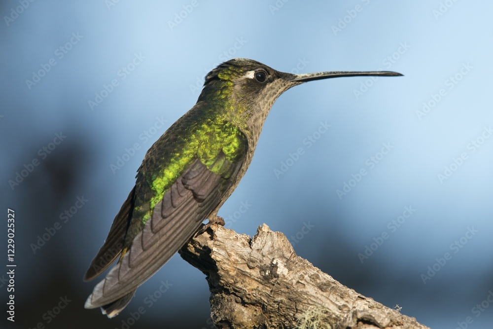 Fototapeta premium Magnificent Hummingbird (Eugene fulgens) perched on a branch, female, Los Quetzales National Park, Costa Rica, Central America