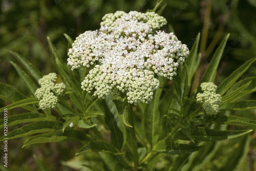 Dwarf Elder (Sambucus ebulus)