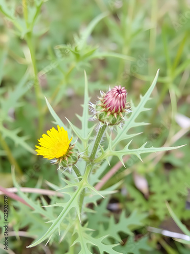 Prickly sow-thistle ( Sonchus asper ) plant with a yellow blossom and a bud photo