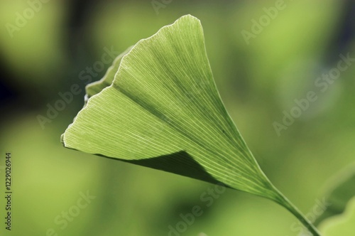 Maidenhair Tree leaf (Ginkgo biloba ) photo