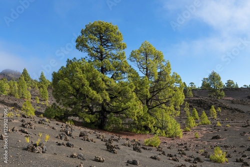 Canary pine (Pinus canariensis) in volcanic landscape, Teide National Park, Canary Islands, Tenerife, Spain, Europe photo