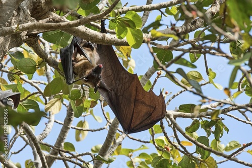 Megabat (Pteropodini), Bera, Rajasthan, India, Asia photo