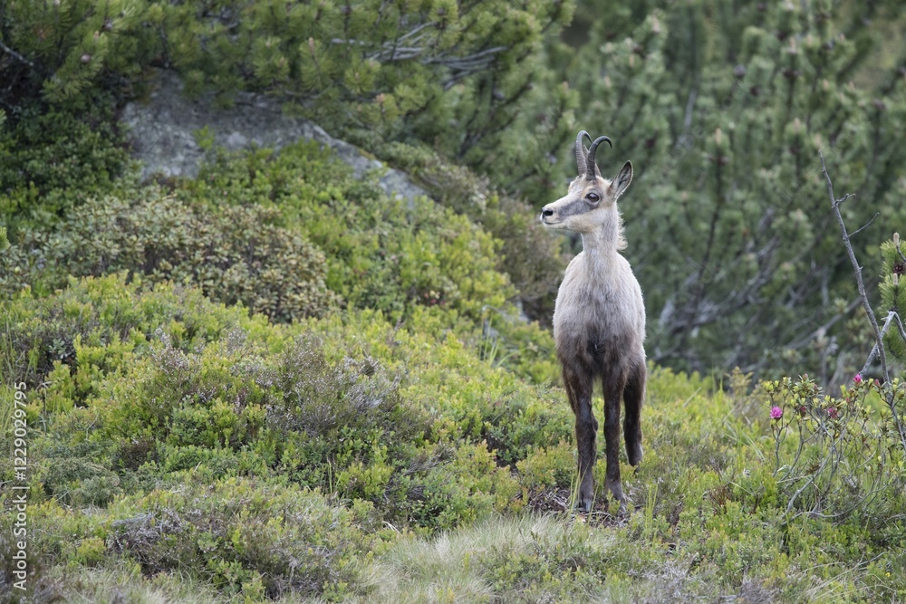 Chamois (Rupicapra rupicapra), change of coat, Stubai Valley, Tyrol, Austria, Europe Chamois (Rupicapra rupicapra), change of coat, Stubai Valley, Tyrol, Austria, Europe