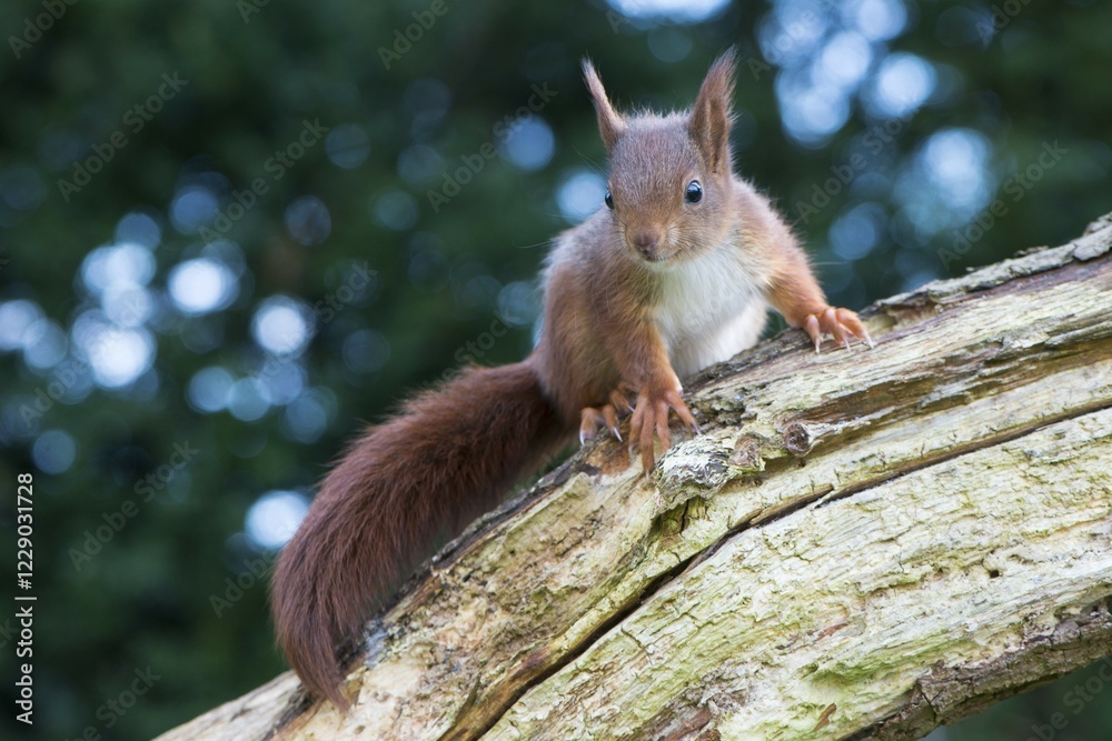 Young squirrel (Sciurus vulgaris) on tree trunk, Emsland, Lower Saxony, Germany, Europe Young squirrel (Sciurus vulgaris) on tree trunk, Emsland, Lower Saxony, Germany, Europe