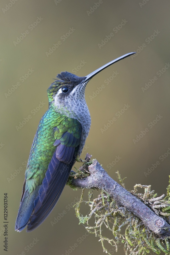 Fototapeta premium Magnificent Hummingbird (Eugene fulgens) perched on a tree branch, male, Los Quetzales National Park, Costa Rica, Central America