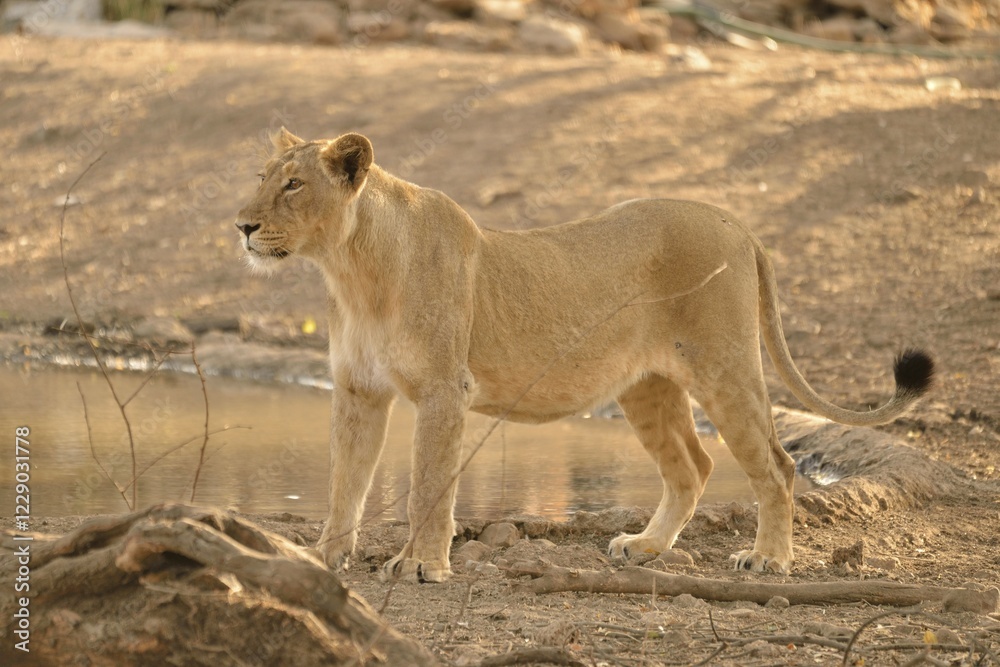 Naklejka premium Asiatic Lion (Panthera leo persica), lioness, Gir Forest National Park, Gir Sanctuary, Gujarat, India, Asia