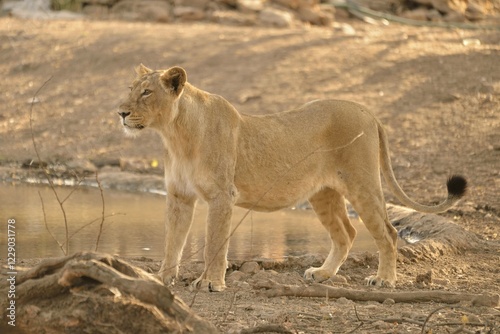 Asiatic Lion (Panthera leo persica), lioness, Gir Forest National Park, Gir Sanctuary, Gujarat, India, Asia photo