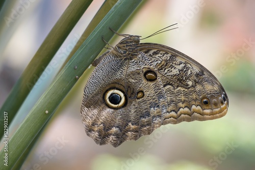 Forest Giant Owl (Caligo eurilochus), egg-laying, captive, Emsland, Lower Saxony, Germany, Europe photo