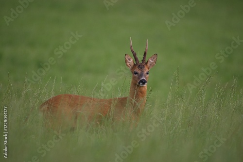 Roe buck (Capreolus capreolus) in tall grass