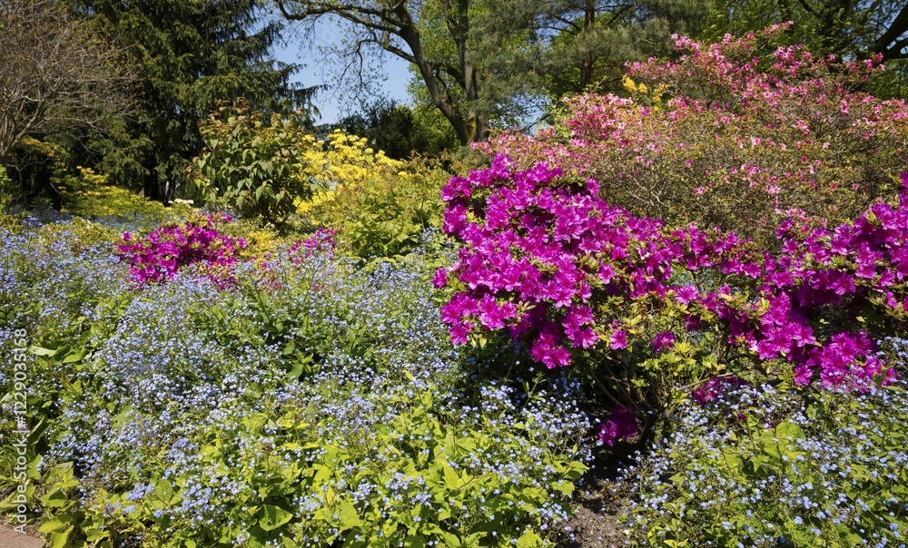 Flowering Rhododendron and Gamander speedwell, North Rhine-Westphalia, Germany, Europe Flowering Rhododendron and Gamander speedwell, North Rhine-Westphalia, Germany, Europe