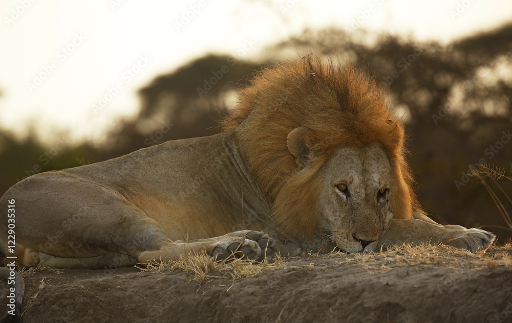 African lion (Panthera leo), male resting, evening light, Serengeti National Park, Tanzania, Africa African lion (Panthera leo), male resting, evening light, Serengeti National Park, Tanzania, Africa